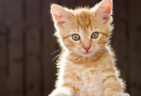 ​男孩阳刚硬气的名字起名1128个