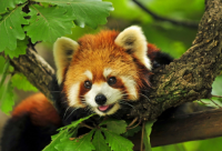 ​100个好听到爆的男孩名字大全