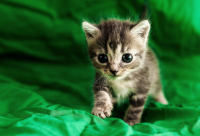 ​李姓最好的名字男孩取名1800个