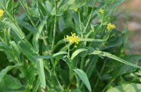 ​男人用什么网名有杀伤力 好听有杀伤力的网名