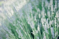 ​新木乃伊台词17句