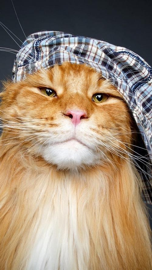 有趣图片 有趣图片发朋友圈