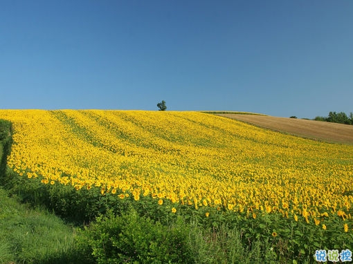 好听的一句话爱情句子2019 伤感的爱情句子一句话简单明了2