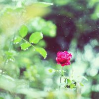 励志的句子早安语录正能量 发朋友圈必备