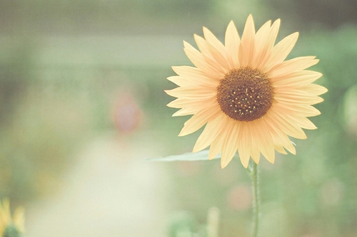 唯美图片，文字图片,情侣图片qqjay