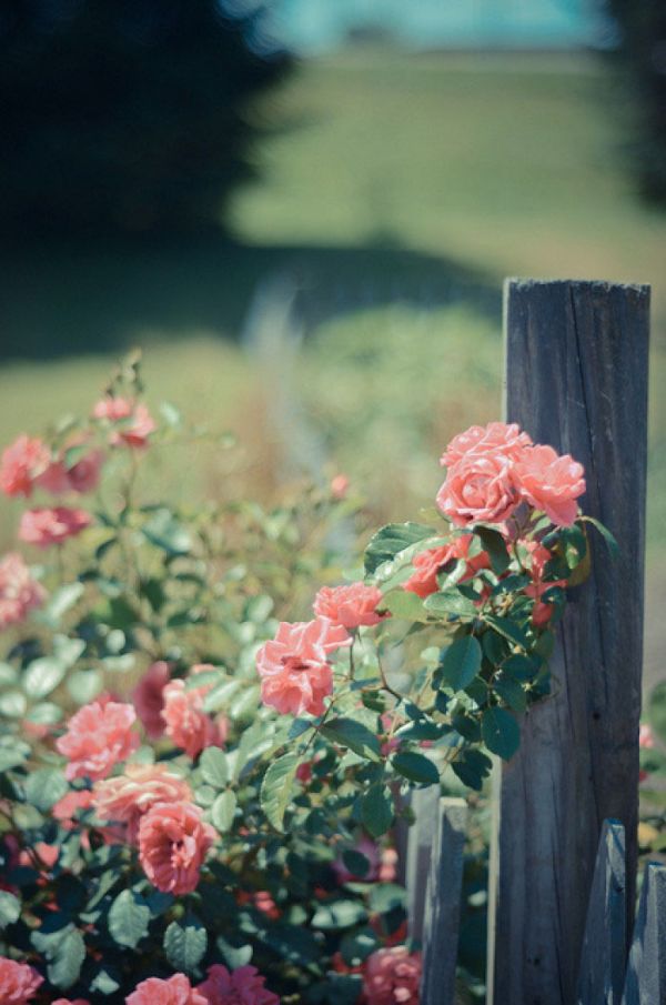 唯美图片，文字图片,情侣图片qqjay