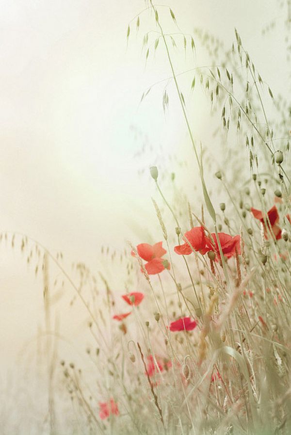 唯美图片，文字图片,情侣图片qqjay