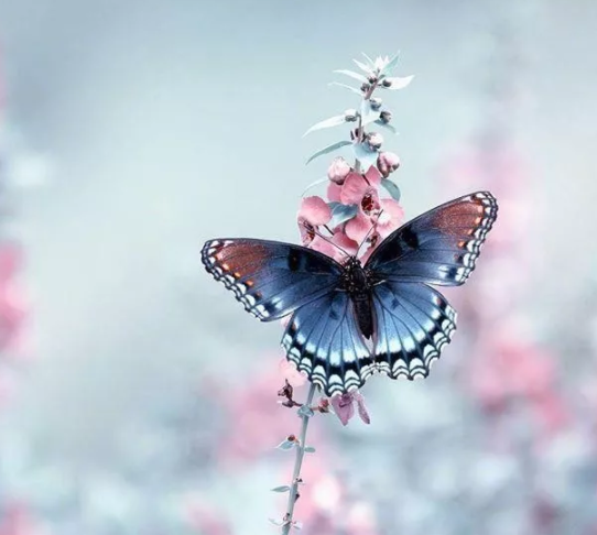 1577952985949539.png image.png