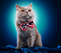 简短好听有猫字的网名 带有猫字的可爱网名大全