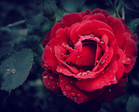 伤感的句子说说心情