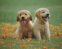 文艺的情侣微博昵称