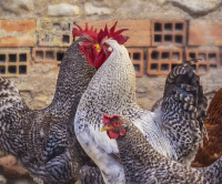 周立波说过的经典语录 周立波语录