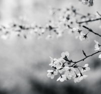 古风韵味的网名 唯美古风好听诗意昵称