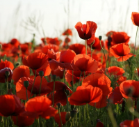 阳光意义的男孩英文名 男孩英文名字大全及寓意