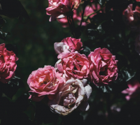 简约女生昵称 昵称女生简短好听可爱