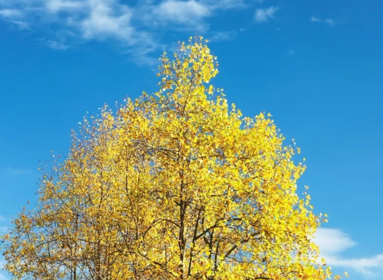 1597579959106809.png image.png