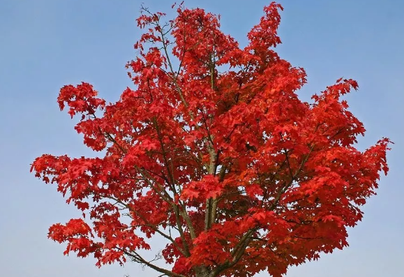 1597579973193169.png image.png