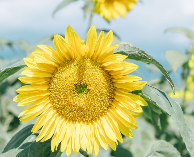 1597682508839507.png image.png