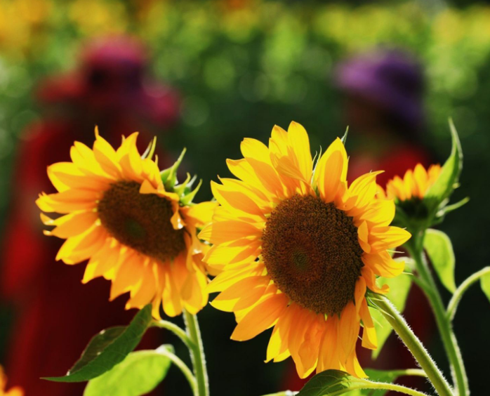 1598114047251477.png image.png