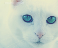 古风有气势的四个字情侣网名一对