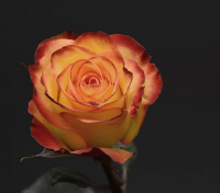 最牛微信情侣网名 独一无二的情侣网名2022