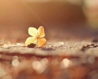 好听的英文个性网名唯美