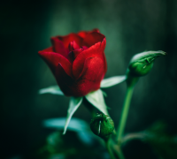 女生好听的QQ昵称小清新 女生文艺复古风