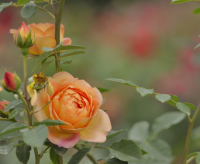 伤感微信名字男生网名 伤感微信名字