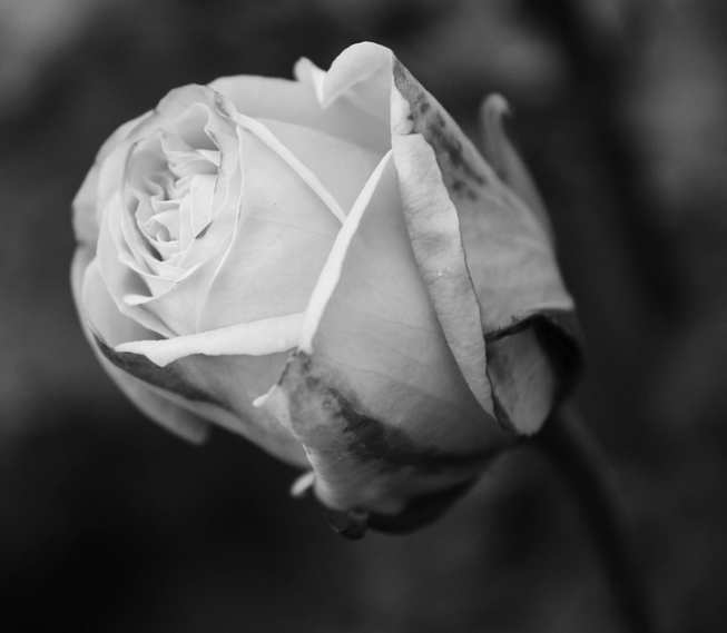 1600955119104459.png image.png