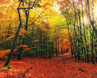 好听古风名字仙气一点