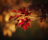 古风意境唯美名字 有深意和意境的网名