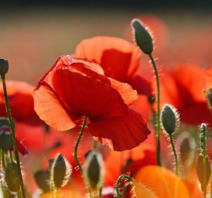 1601392424102398.png image.png