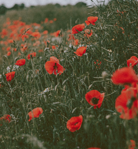 1601392505139104.png image.png