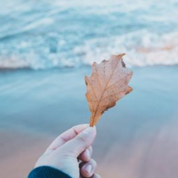 1602505568136995.png image.png