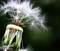 花卉盆景店名字大全 花卉店铺名字大全