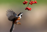 ​心累了沉默了的网名(优选86个)