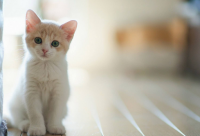 ​温柔大方善良的网名(102个)