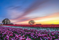 ​毕加索著名语录大全