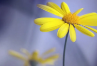 ​莫言经典语录爱情语录 几米经典语录爱情语录