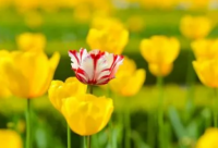 ​追风筝的人经典语录大全 追风筝的人经典语录及感悟赏析