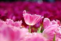 ​没心没肺的活着的语录 没心没肺活着不累图片