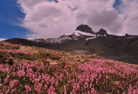 ​鼓励人们抗击疫情的励志语录(精选53句)