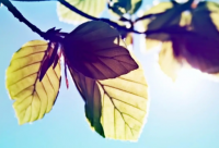 ​非主流葬爱家族经典语录 葬爱家族的经典语录非主流字体