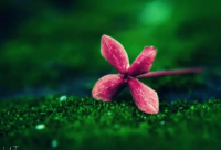 ​村上春树经典语录汇总 村上春树最有名情话