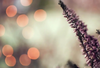 ​火影忍者语录(精选68句)