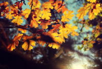 ​生活一地鸡毛经典语录 一地鸡毛的人生感悟