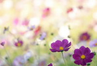 ​团队凝聚力励志语录 加强凝聚力的励志语录