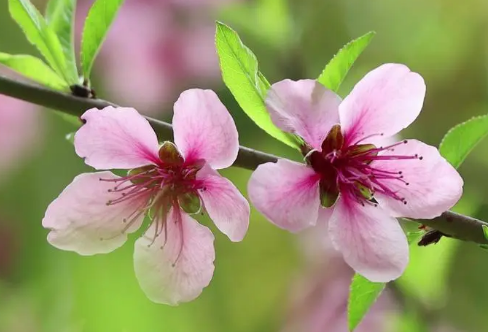 1708046516628264.png image.png