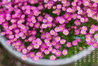 ​喝酒经典语录 东北人喝酒的经典语录(精选86句)