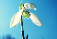 ​曾有一个人爱我如生命经典语录摘抄(精选61句)